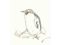 [http://ualresearchonline.arts.ac.uk/105/6.hasmediumThumbnailVersion/penguin_sketch.jpg]