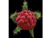 [http://ualresearchonline.arts.ac.uk/399/10.hasmediumThumbnailVersion/Rubus_phoenicolasius_.jpg]