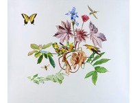 [http://ualresearchonline.arts.ac.uk/4311/1.hasmediumThumbnailVersion/10._The_Tiger_Swallowtail_PlantRO.jpg]
