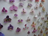 [http://ualresearchonline.arts.ac.uk/7262/1.hasmediumThumbnailVersion/an_orchid_collection_2012.jpg]